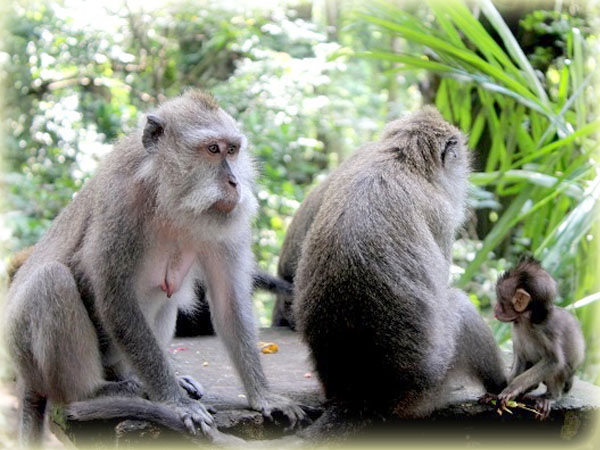 Monkey Forest