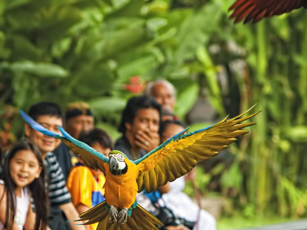 Bali Bird Park