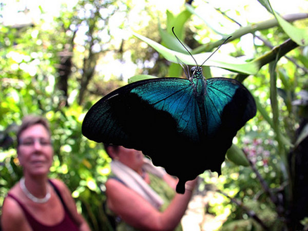 Butterfly Park Bali