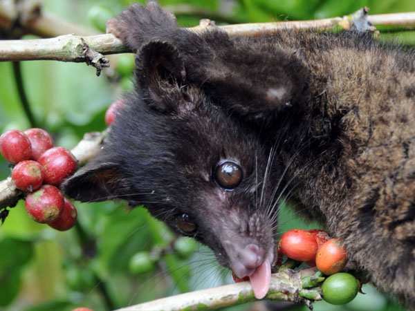 Luwak Coffee